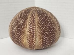 Sea Urchin Test Shell Signed Ben Rickert Vintage Coastal Decor